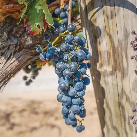 Casa Oliver 度假居 Capmany